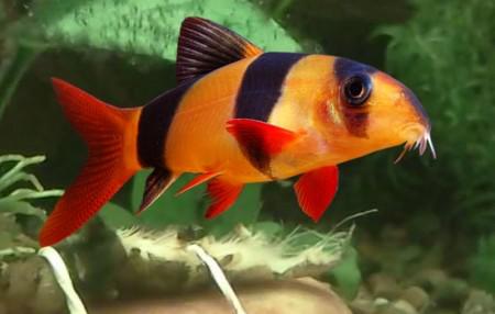 Фото Боция - рыбка с уникальным окрасом