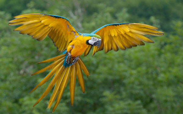 Фото Попугаий сине-жёлтый ара 